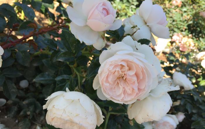 Genforeningsrosen er hvid med en sart rosa midte og et tæt bunddække og er skabt af rosenforædler Rosa Eskelund. Genforeningsrosen er hvid med en sart rosa midte og et tæt bunddække og er skabt af rosenforædler Rosa Eskelund.