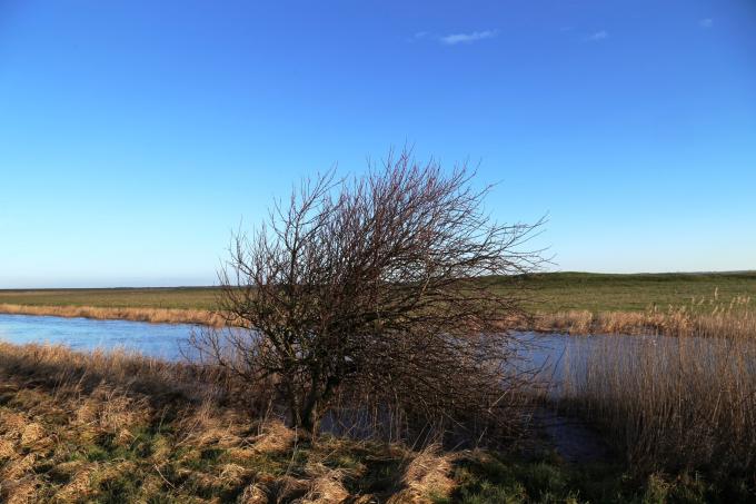 Brede Å ved udløbet i Vadehavet.