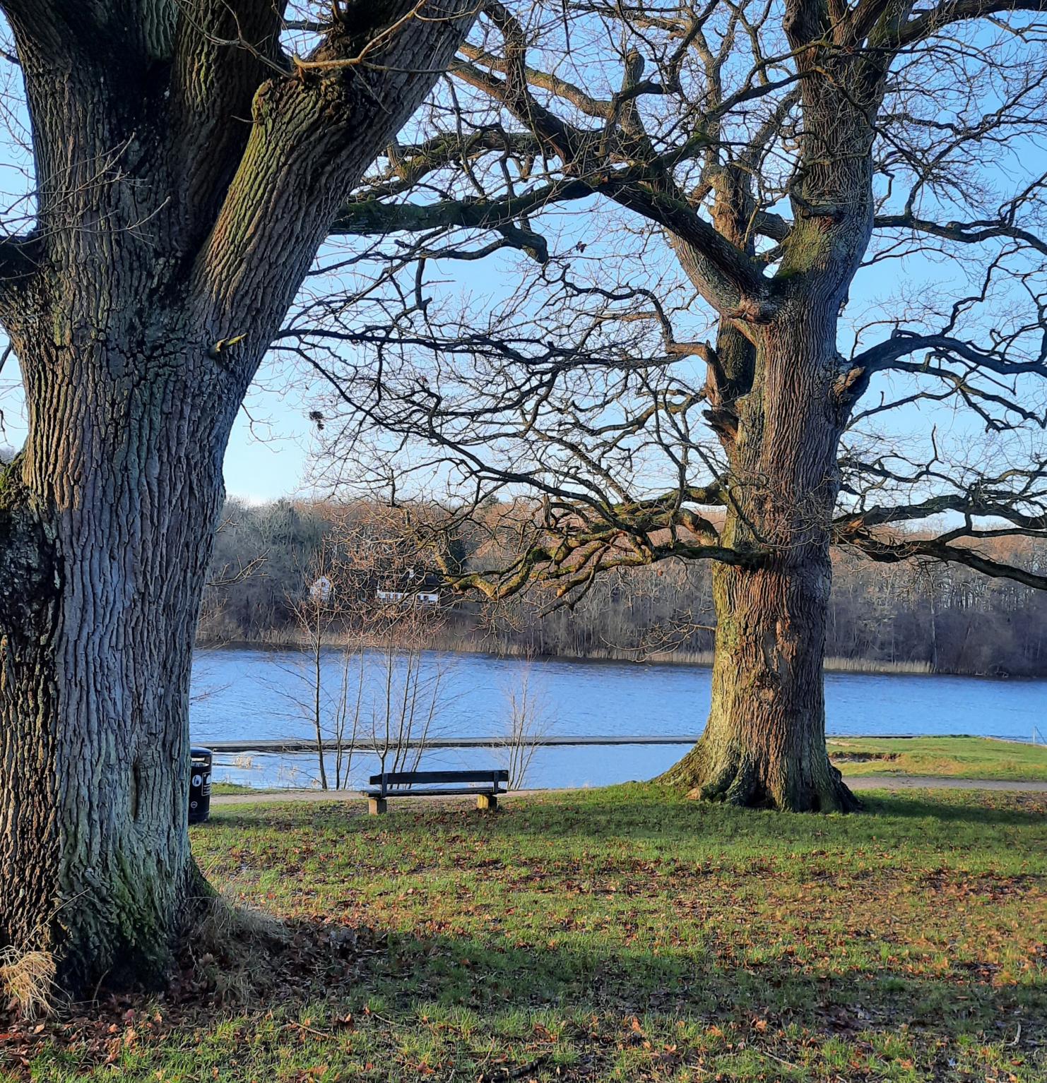 Egetræ ves Skjolden ved Sorø sø Egetræ ves Skjolden ved Sorø sø