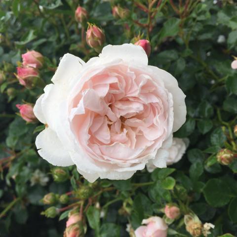 ‘Genforeningsrosen’ kan erhverves i landets havecentre fra foråret 2020.