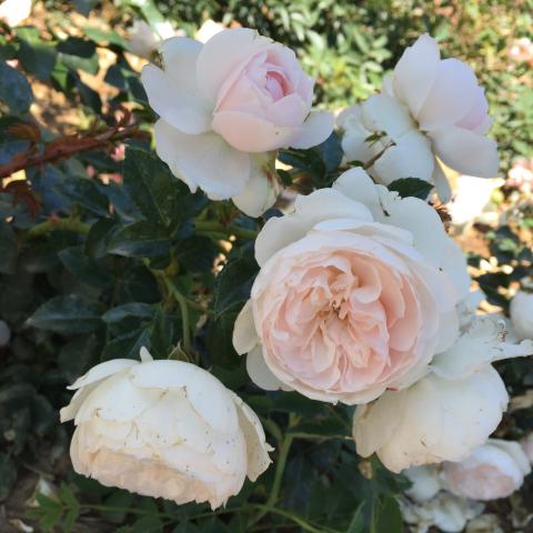 Genforeningsrosen er hvid med en sart rosa midte og et tæt bunddække og er skabt af rosenforædler Rosa Eskelund. 