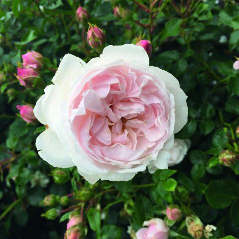 En del af overskuddet fra salget af den nye Genforeningsrose går til unge sydslesvigeres efterskoleophold i Danmark.