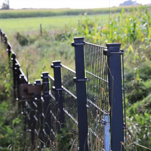 Vildsvinehegnet langs den dansk-tyske grænse blev opført fra januar-december i 2019.