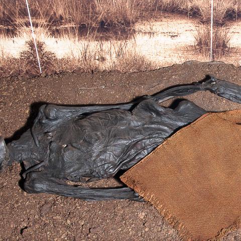 Moseliget her er fundet i Rendswühren mellem Kiel og Lübeck.