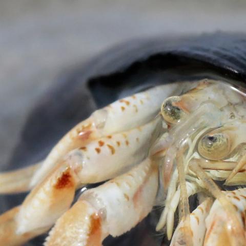 Eremitkrebsen har intet skjold selv, så den må søge beskyttelse andre steder, som her i et tomt sneglehus.