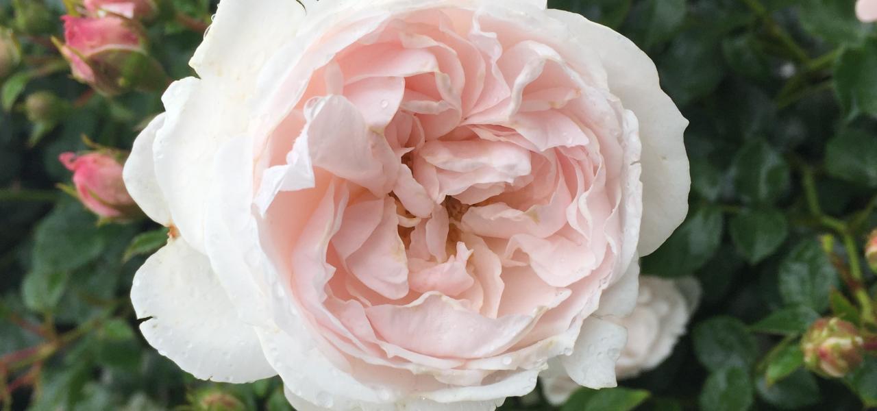 ‘Genforeningsrosen’ kan erhverves i landets havecentre fra foråret 2020.