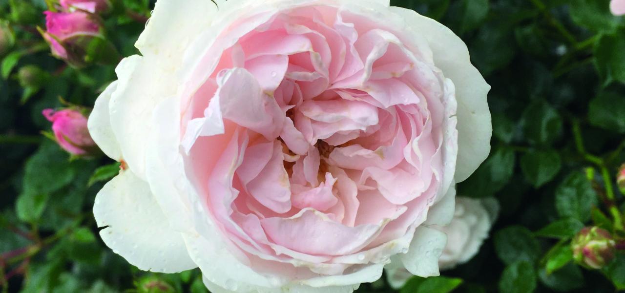 En del af overskuddet fra salget af den nye Genforeningsrose går til unge sydslesvigeres efterskoleophold i Danmark.