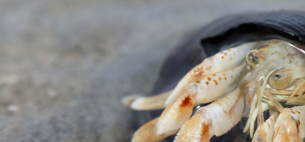 Eremitkrebsen har intet skjold selv, så den må søge beskyttelse andre steder, som her i et tomt sneglehus. Eremitkrebsen har intet skjold selv, så den må søge beskyttelse andre steder, som her i et tomt sneglehus.